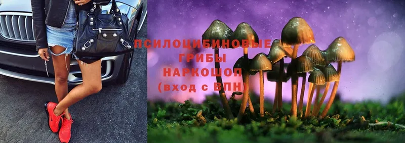 Псилоцибиновые грибы Psilocybe Бугульма